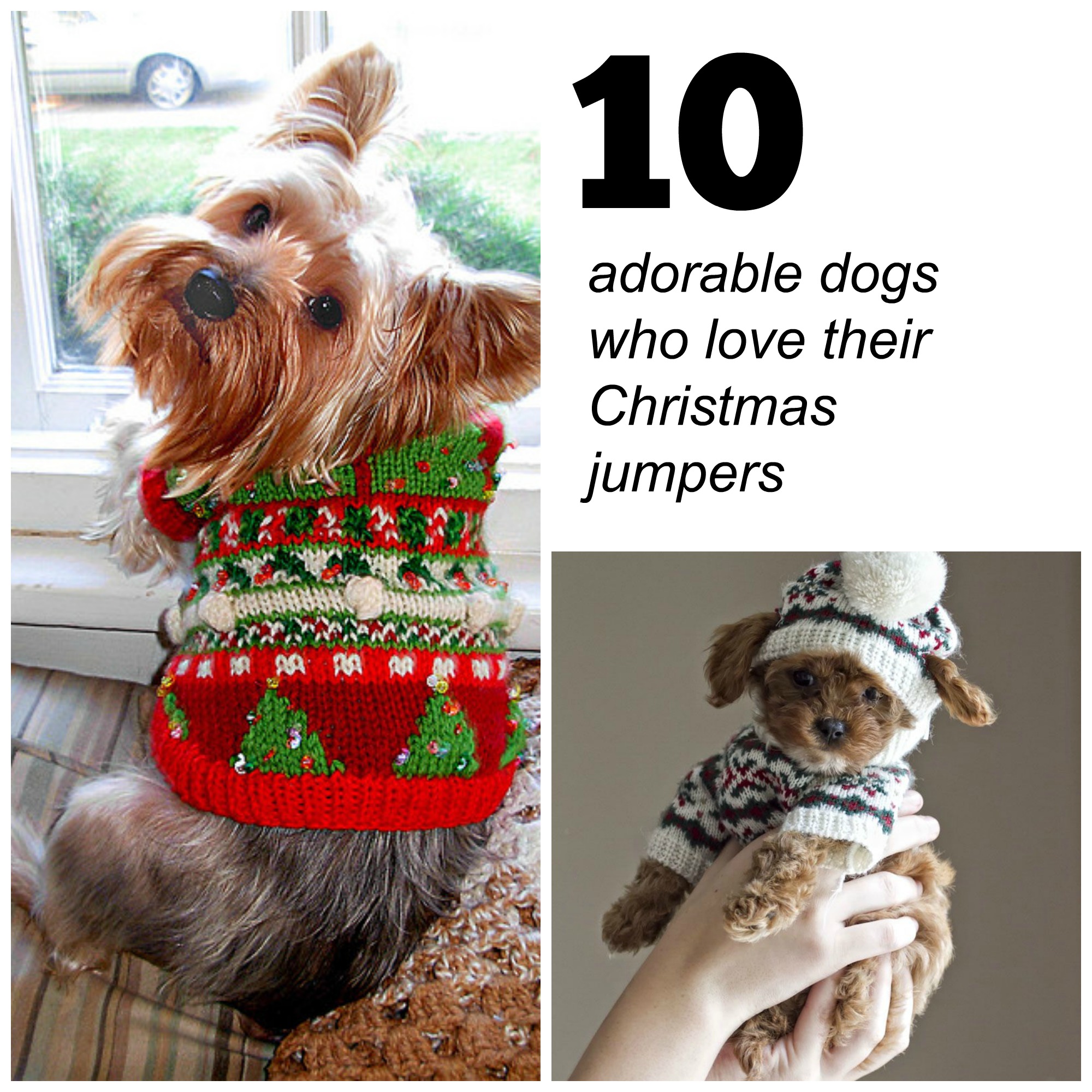 dog christmas jumper pattern